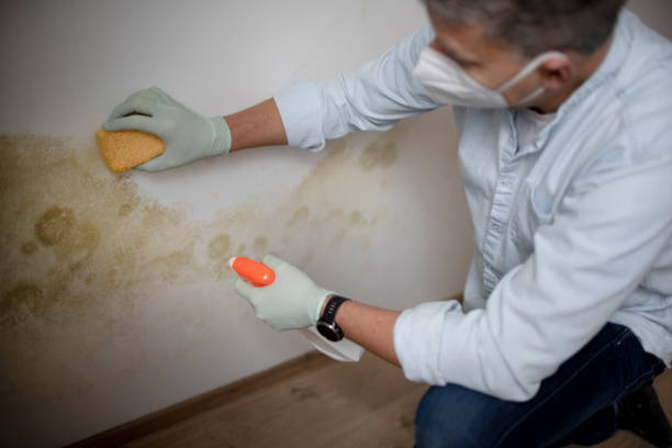 Best Basement Mold Remediation in Salmon Creek, WA