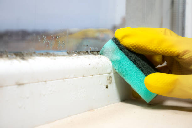 Reliable Salmon Creek, WA Mold Remediation Solutions