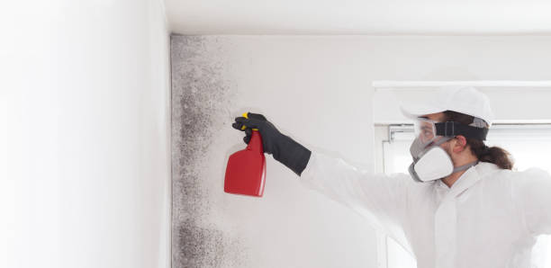 Best Bathroom Mold Remediation in Salmon Creek, WA