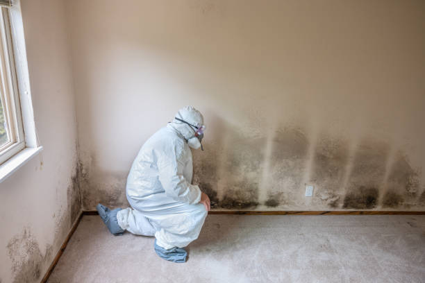 Best Post-Flood Mold Remediation in Salmon Creek, WA